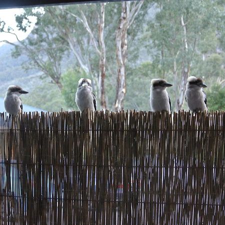Kookaburra Motor Lodge Halls Gap Eksteriør bilde