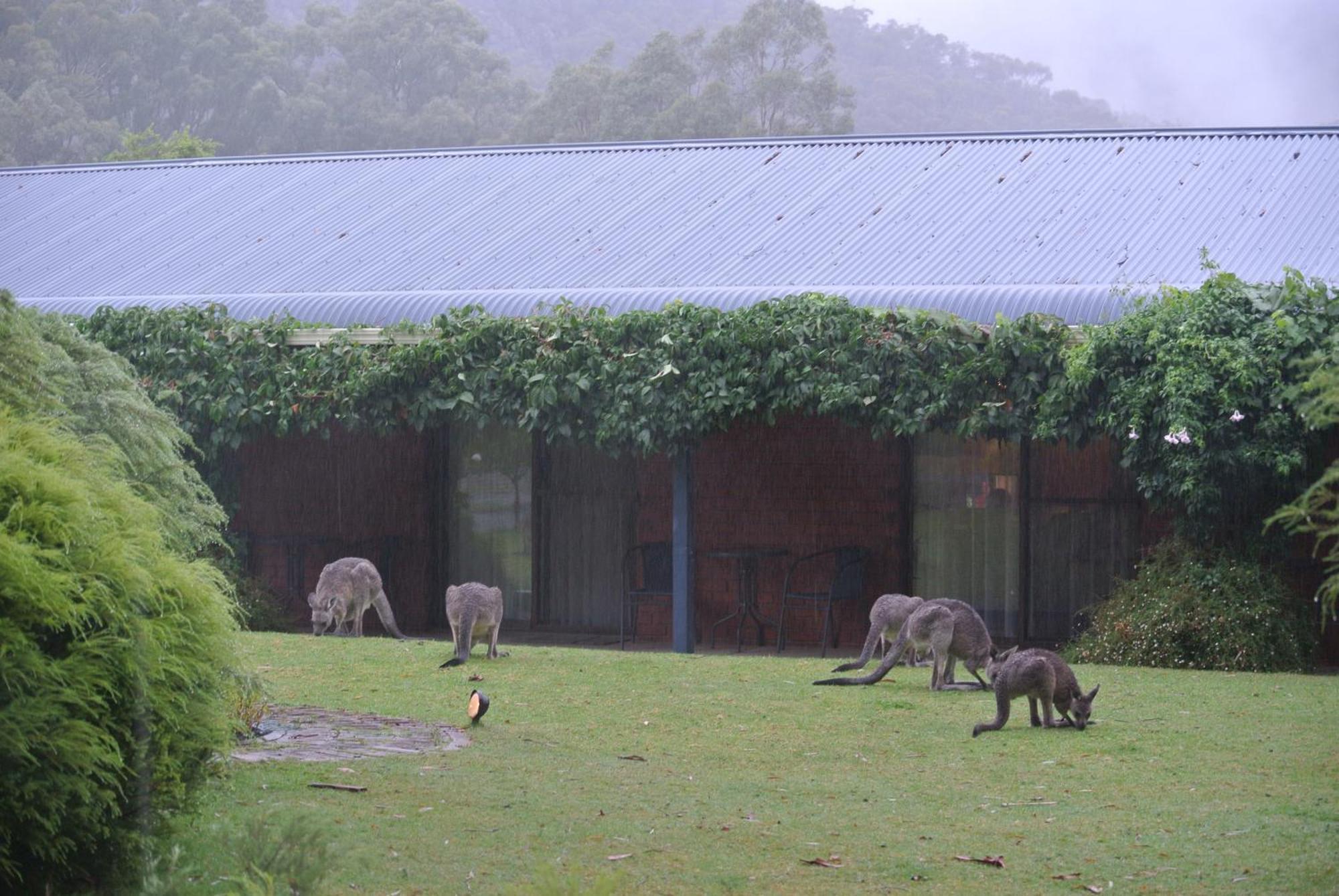 Kookaburra Motor Lodge Halls Gap Eksteriør bilde