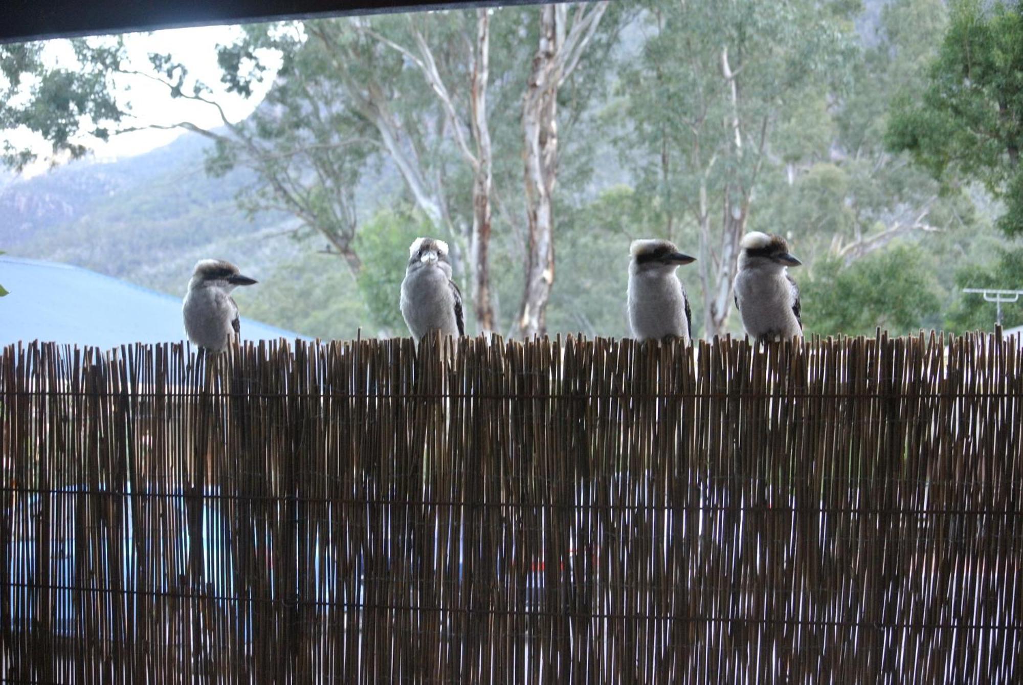 Kookaburra Motor Lodge Halls Gap Eksteriør bilde
